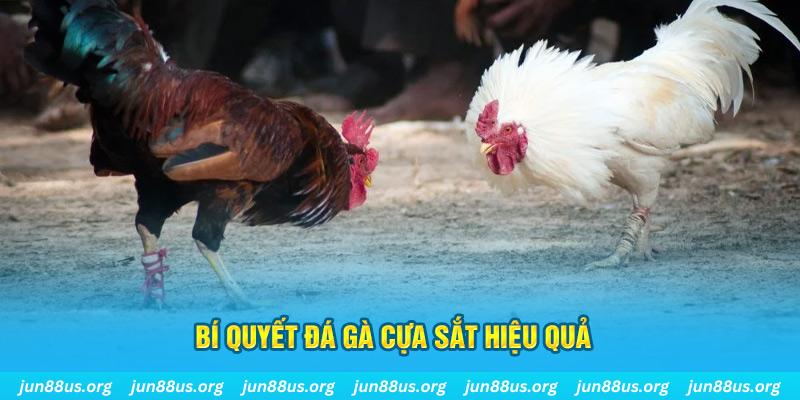 fb888 đá gà cựa dao
