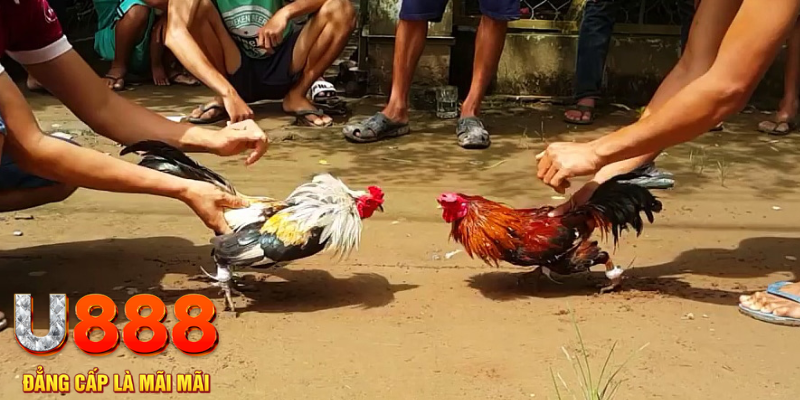 fb888 đăng nhập mậu binh rút tiền nhanh